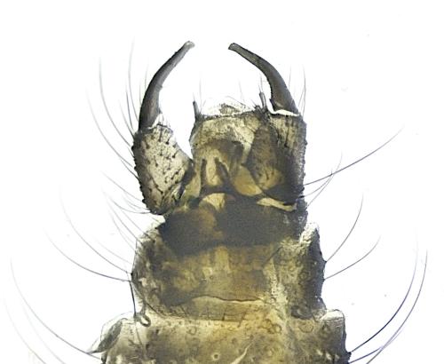 Dasyhelea sp.